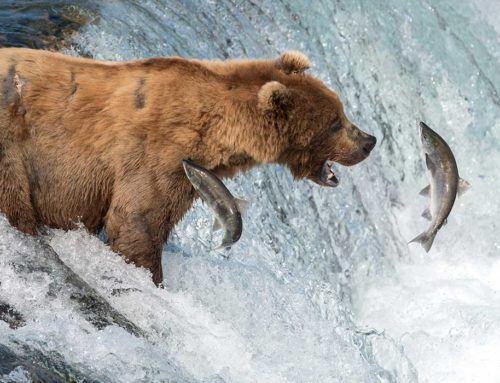 Omega 3 Fettsäuren – Der Schutz für Herz und Gefäße